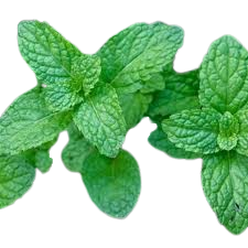 Maqui Berry Ingredient